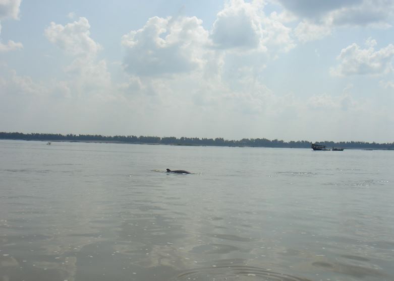Irawaddy dolphin, Kratie