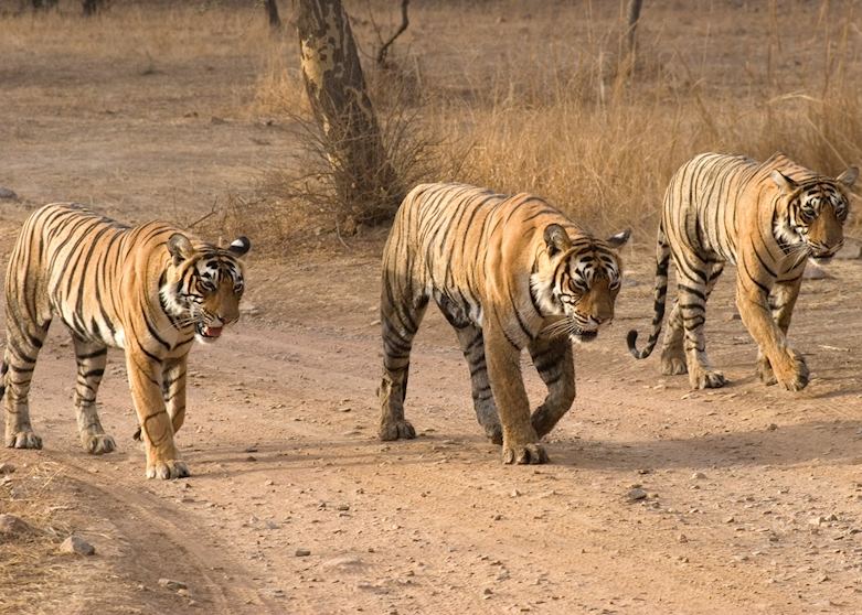 Female tiger and her cubs, Ranthambhore National Park, India