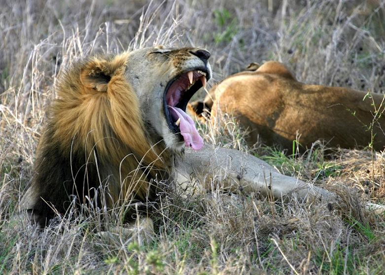 Lion in Mikumi National Park