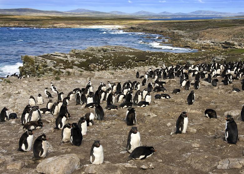 Pebble Island, The Falkland Islands