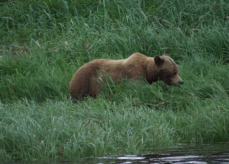 Grizzly Bear at Knight Inlet Lodge
