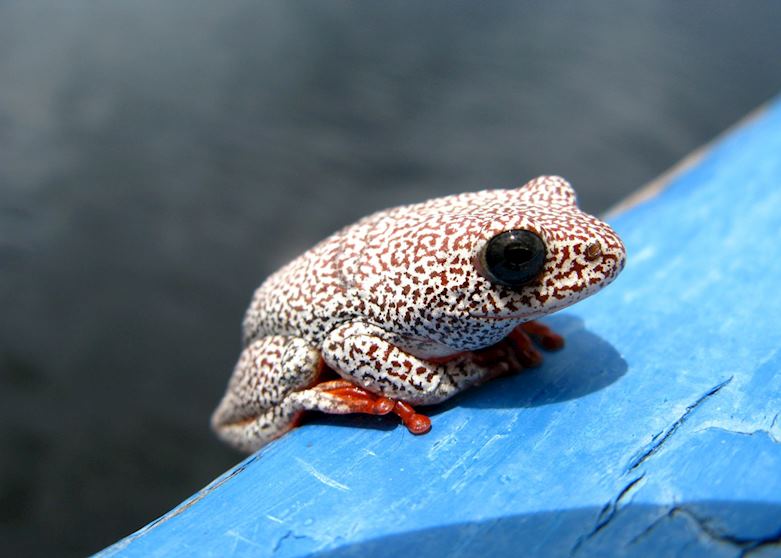 Sepupa, Botswana