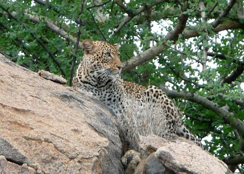 Leopard in the Shaba Reserve, Kenya
