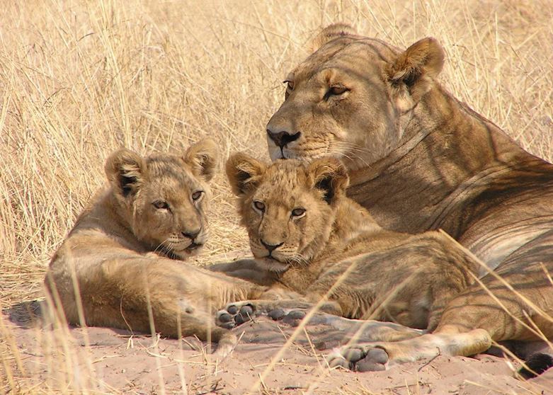 Lion in the Central Kalahari, Botswana