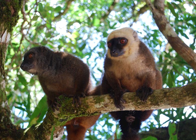 white fronted brown lemurs, Nosy Mangabe, Madagascar