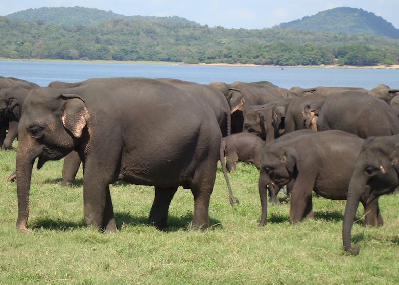 Minneriya Sanctuary, Sri Lanka
