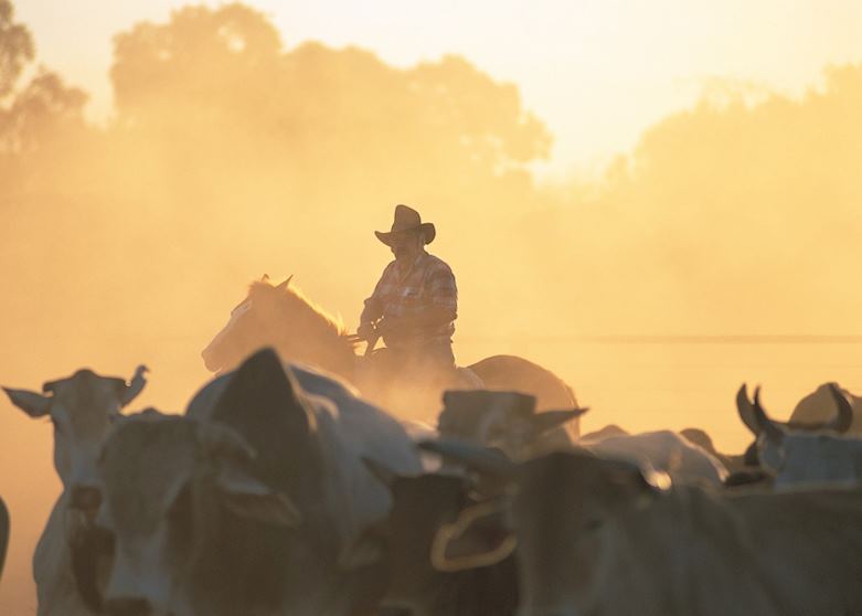 Driving cattle at Bullo River Station