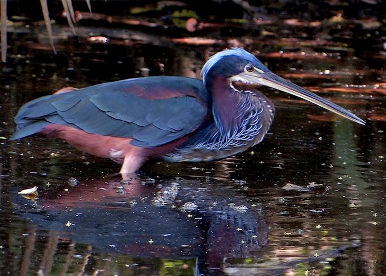 Agami Heron, Pico Bonito National Park