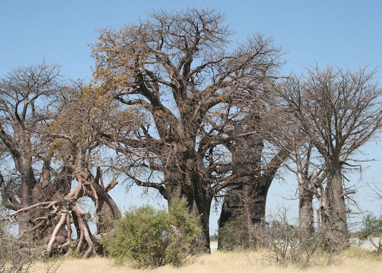 Baines Baobabs