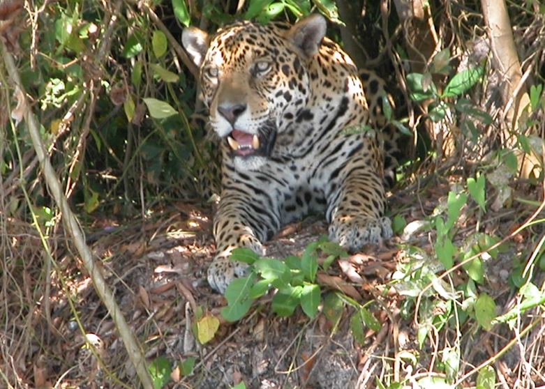 Jaguar on the river bank, Jaguar Research Centre, Cuiaba River