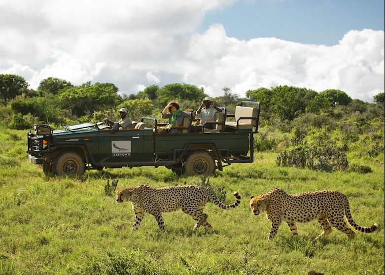 Game drive in Kwandwe