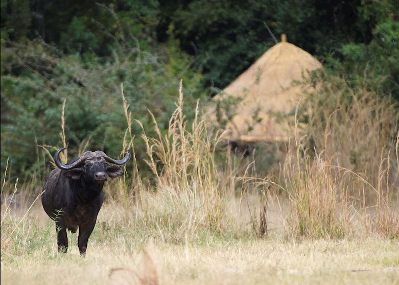 Kuyenda Bushcamp, South Luangwa National Park