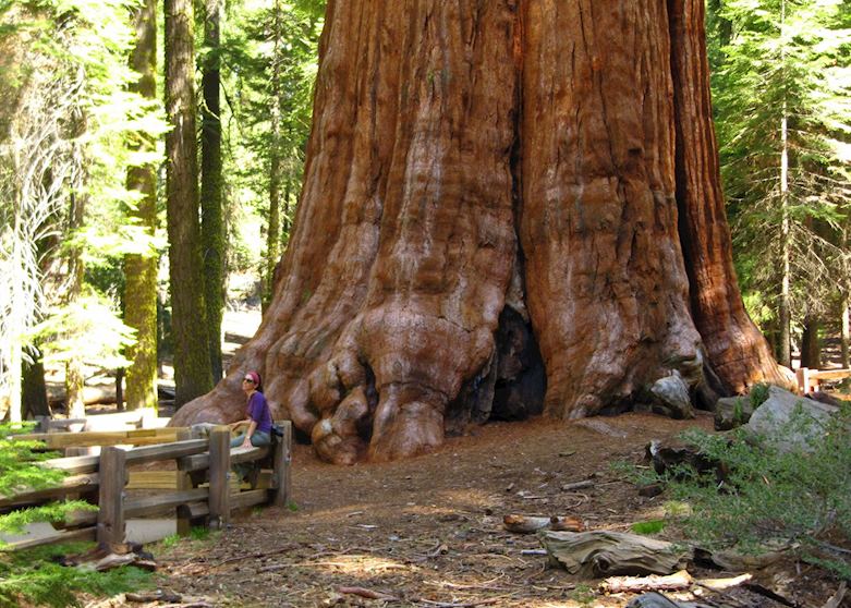 General Sherman, Sequoia National Park