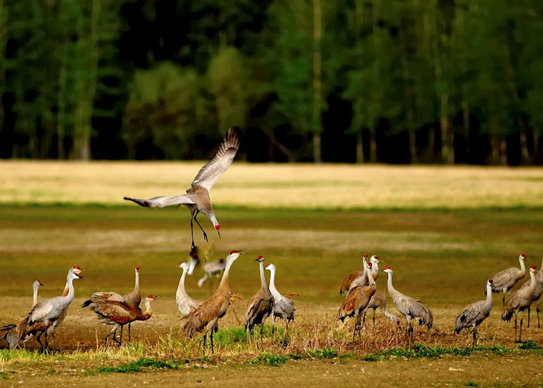 Sandhill Cranes, Fairbanks, Alaska