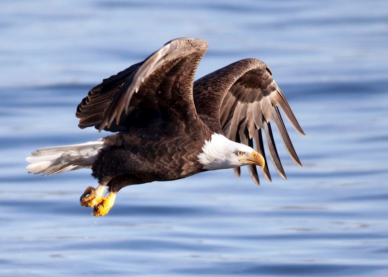 Bald eagle in flight