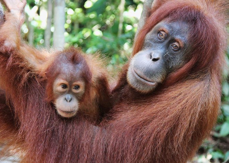 Inhabitants of the Gunug Leuser National Park, Sumatra