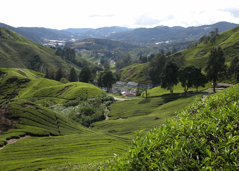 Cameron Highlands, Malaysia