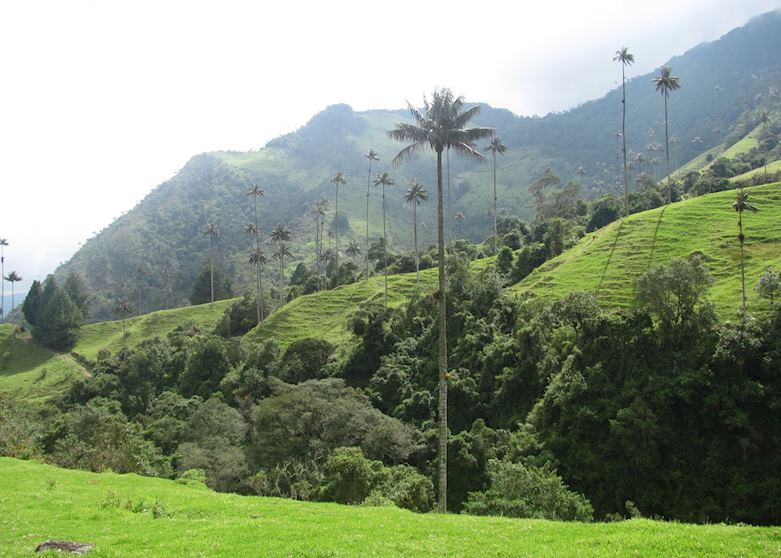 Corcora Valley, Coffee Region