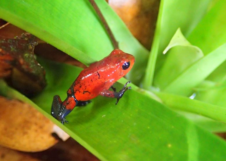 Blue Jeans Poison Dart Frog, Costa Rica