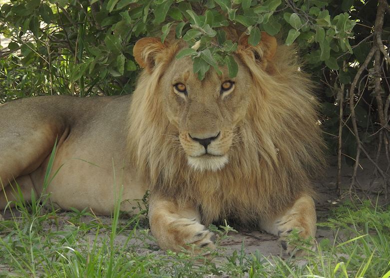 Lion, Savuti Area