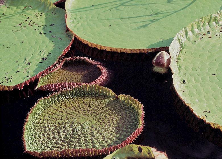 Water lilies in the Amazon