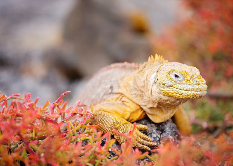 Land Iguana, Galapagos Land Iguana, Galapagos