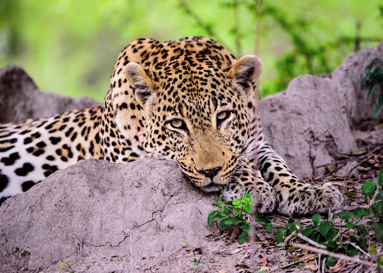Leopard South Africa Leopard South Africa