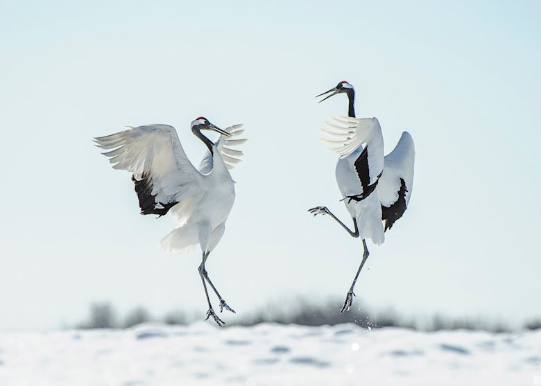 Japanese red crown crane courtship dance, Japan Japanese red crown crane courtship dance, Japan