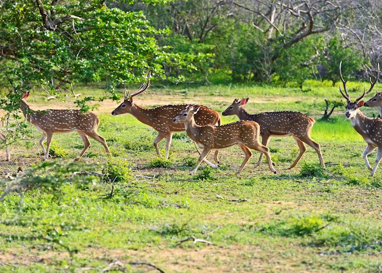 Spotted deer, Yala National Park Spotted deer, Yala National Park