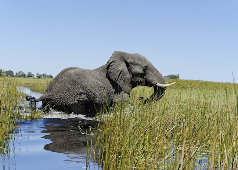 Elephant in the Okavango Delta Elephant in the Okavango Delta