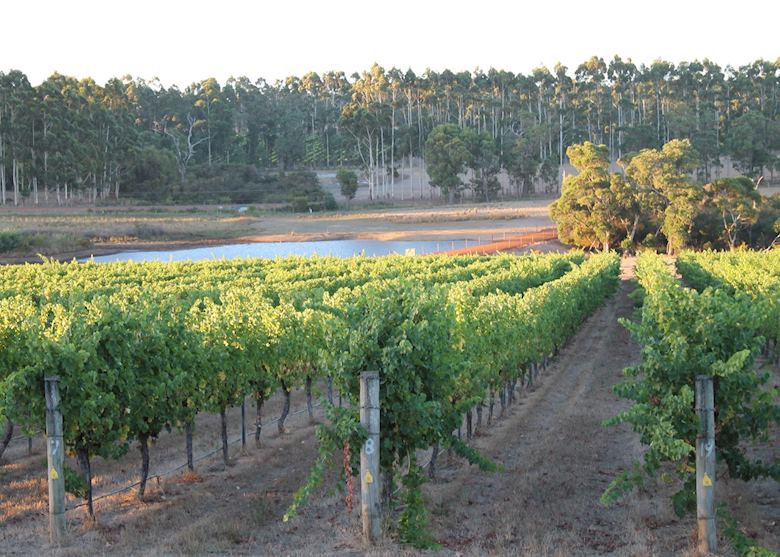Margaret River Vines Margaret River Vines