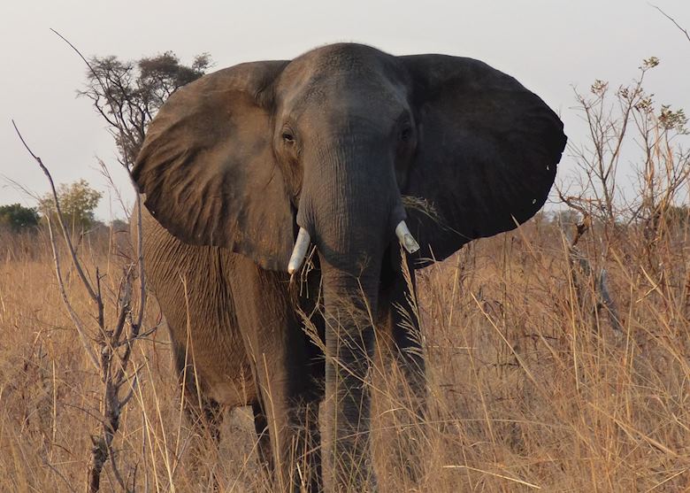 Hwange National Park, Hwange National Park Hwange National Park, Hwange National Park