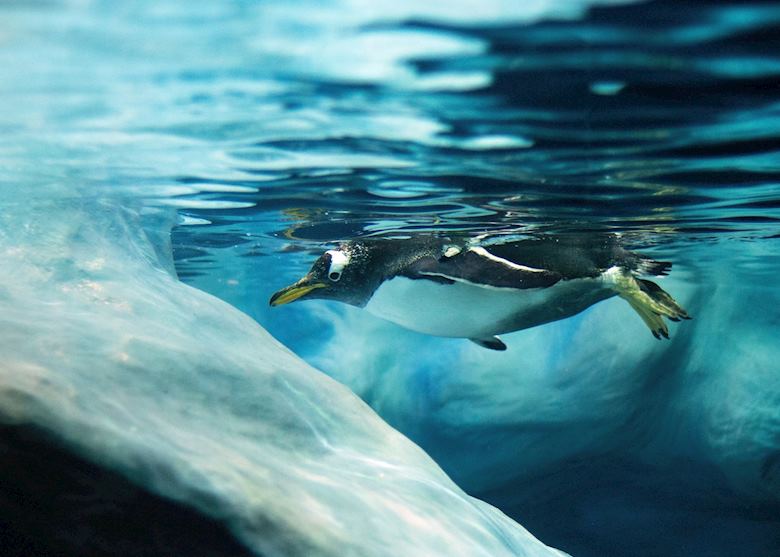 Antarctica Antarctica