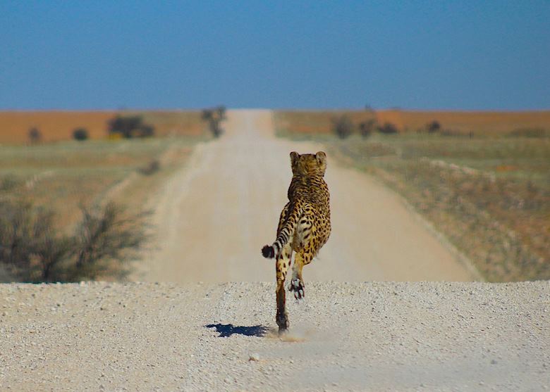 Cheetah are sometimes seen on the roads in Namibia Cheetah are sometimes seen on the roads in Namibia