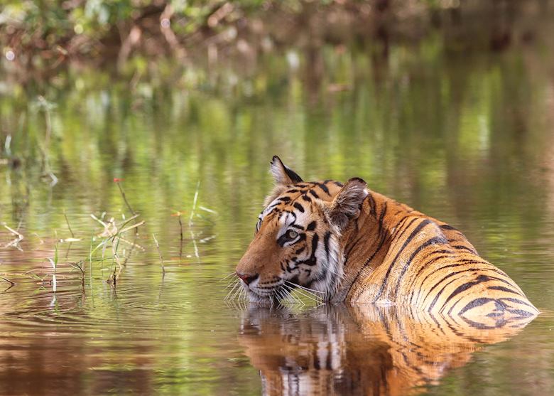 Bengal Tiger Bengal Tiger