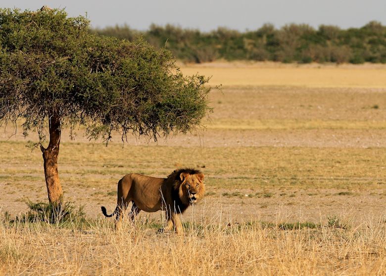 Lion in the Kalahari Lion in the Kalahari
