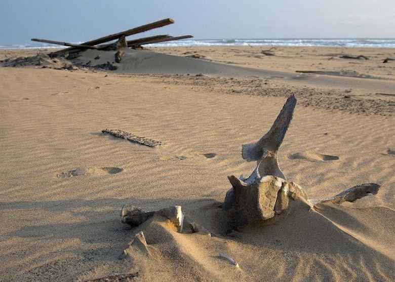 Skeleton Beach with whale bones and shipwrecks Skeleton Beach with whale bones and shipwrecks