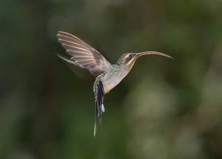 Hummingbird, Costa Rica Hummingbird, Costa Rica