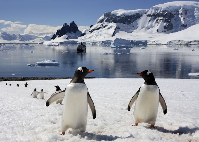 Gentoo penguins, Antarctica Gentoo penguins, Antarctica