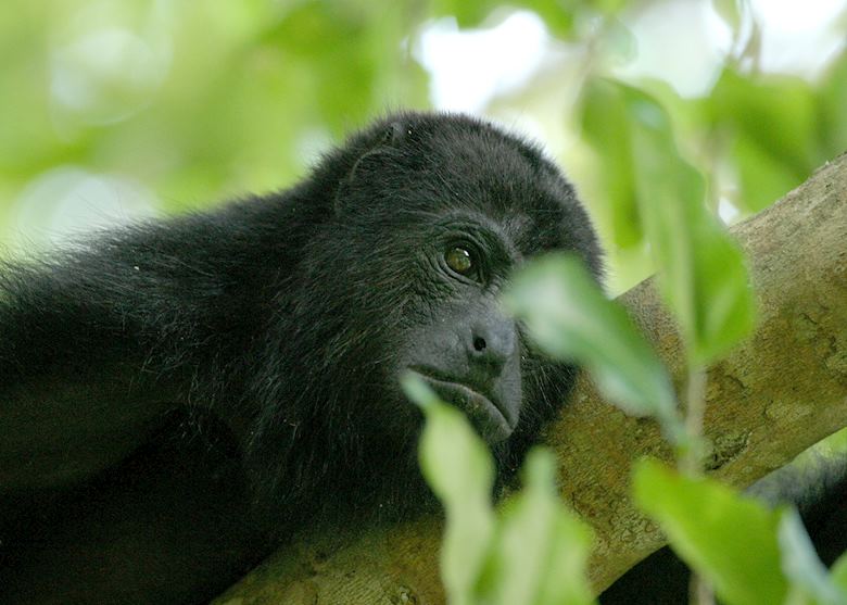 Howler monkey, Belize Howler monkey, Belize