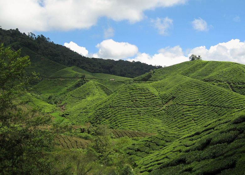 Tea plantation, Cameron Highlands, Malaysia Tea plantation, Cameron Highlands, Malaysia