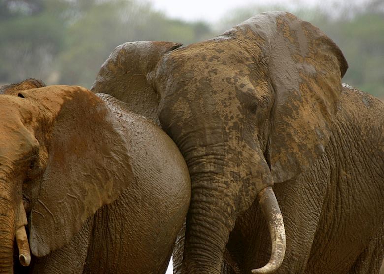 Elephant enjoying a mud bath Elephant enjoying a mud bath
