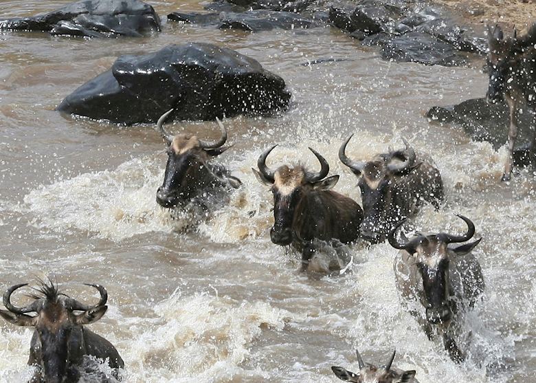 Wildebeest crossing the Mara River Wildebeest crossing the Mara River