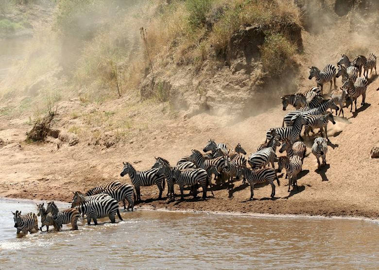 Zebra approaching a river crossing in the Mara Zebra approaching a river crossing in the Mara