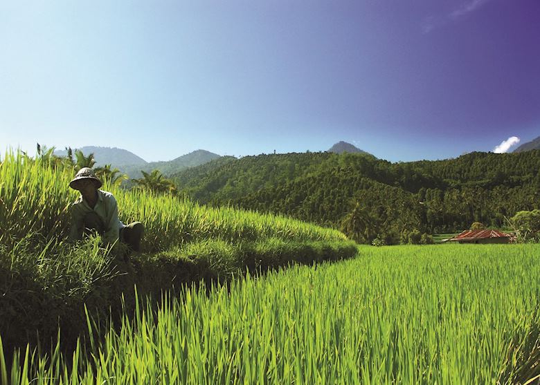 Paddy fields in Bali, Indonesia Paddy fields in Bali, Indonesia