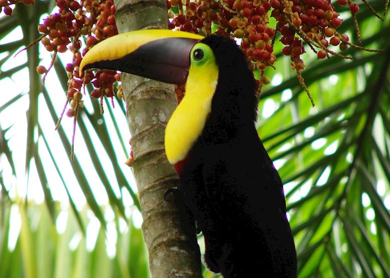 Chestnut-mandibled Toucan, Costa Rica Chestnut-mandibled Toucan, Costa Rica