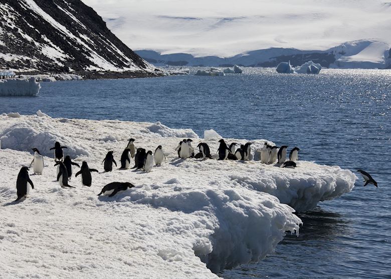 Adelie penguins Adelie penguins