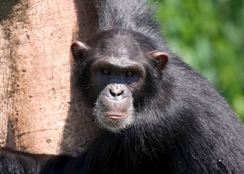 Chimpanzee, Ngamba Island Chimpanzee, Ngamba Island