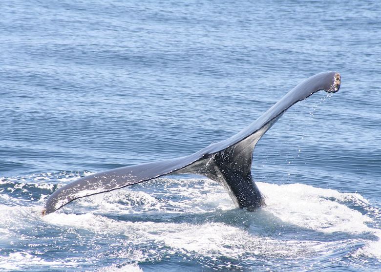 Humpback whale breaching, Baja California Humpback whale breaching, Baja California