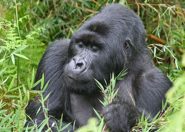 Silverback in Group Thirteen, Volcanoes National Park Silverback in Group Thirteen, Volcanoes National Park